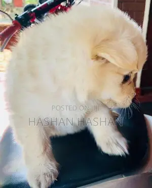 Lion Pomeranian Puppy