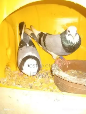 Pigeon