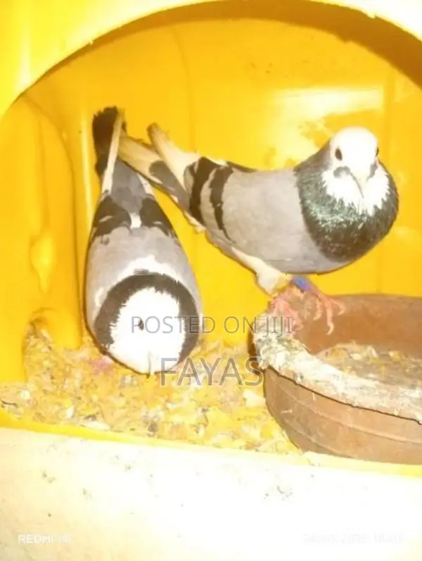 Pigeon