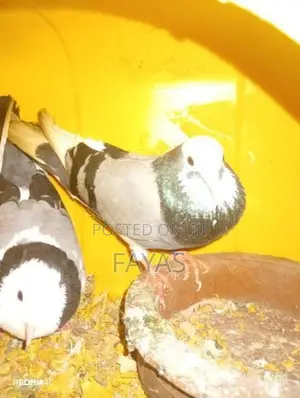 Pigeon