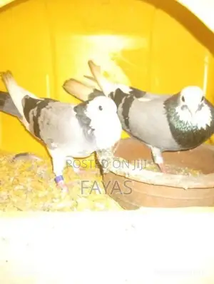 Pigeon