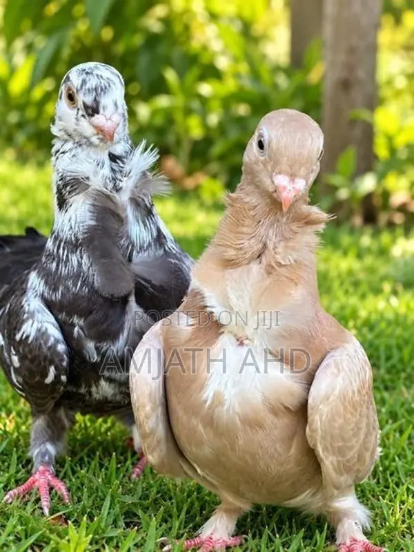 Pigeon