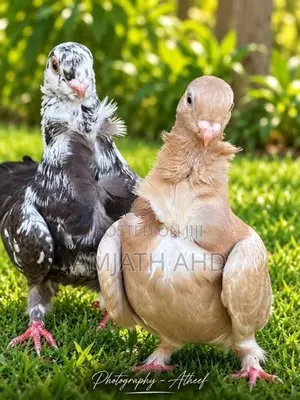 Pigeon