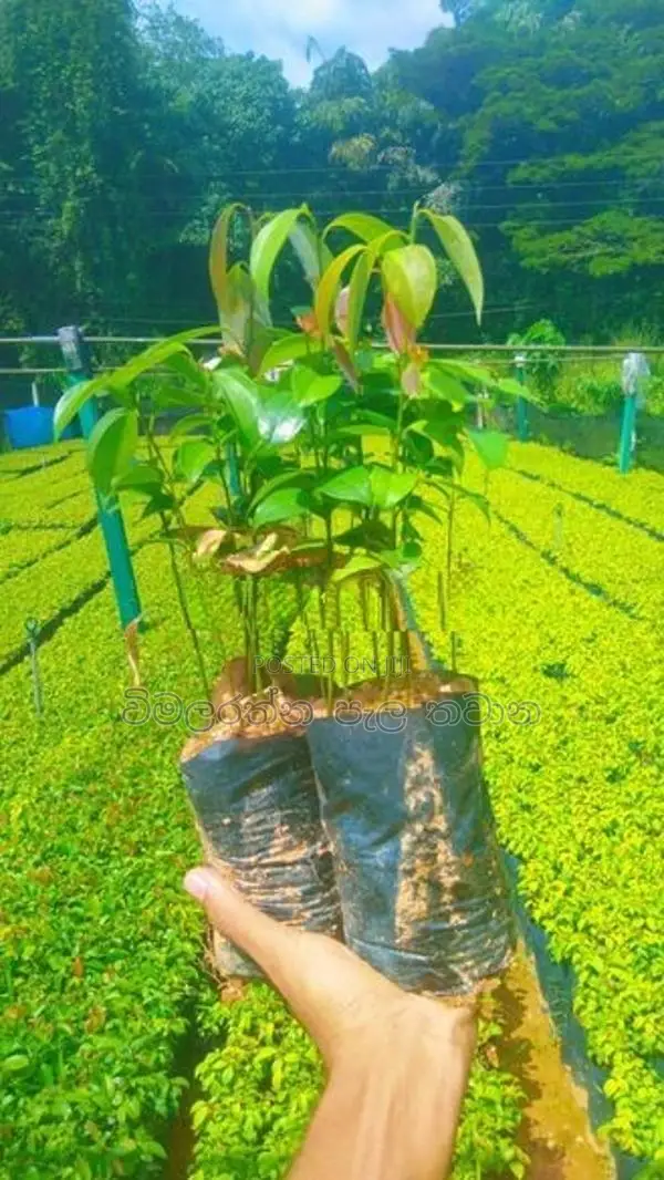 කුරැදු පැළ