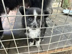 Pomeranian Female Puppy