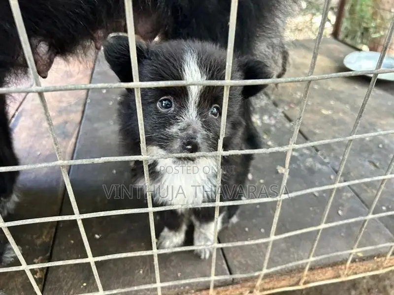 Pomeranian Female Puppy