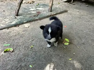 Pomeranian Female Puppy