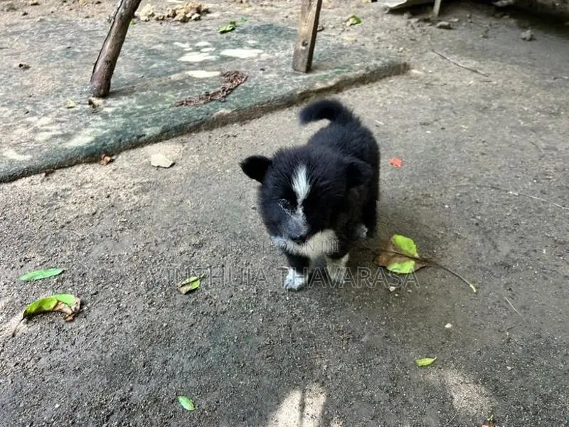 Pomeranian Female Puppy