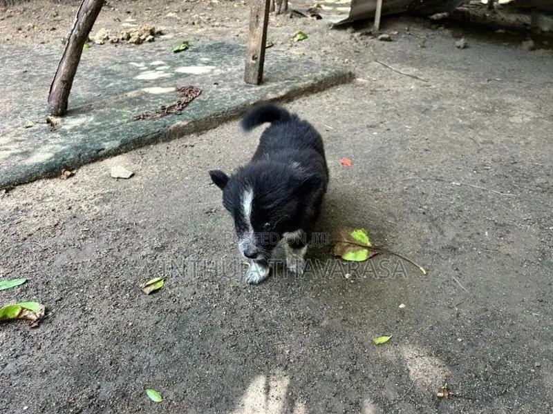 Pomeranian Female Puppy