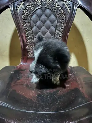 Pomeranian Female Puppy