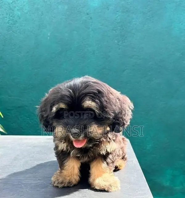 Shih Tzu Puppies