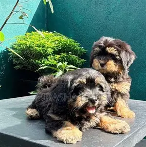 Shih Tzu Puppies
