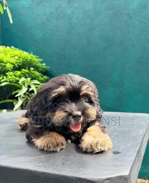 Shih Tzu Puppies