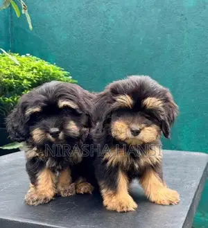 Shih Tzu Puppies
