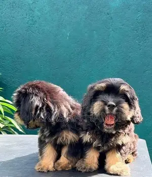 Shih Tzu Puppies
