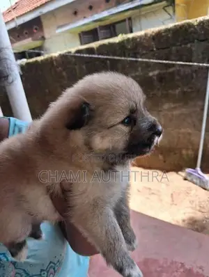 Layan Pomeranian Puppies