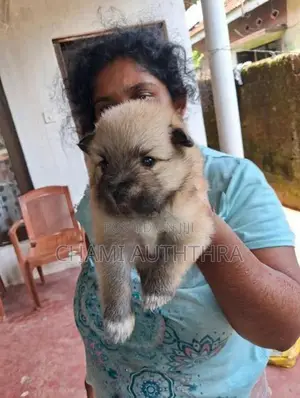 Layan Pomeranian Puppies