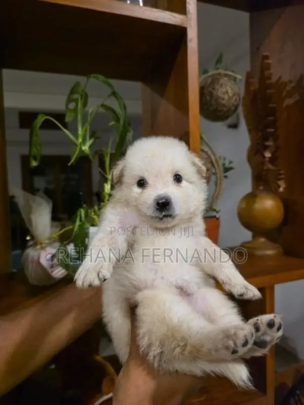 Lion Pomeranian Puppies