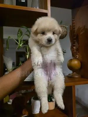 Lion Pomeranian Puppies