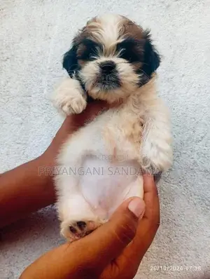 Shihtzu Puppies