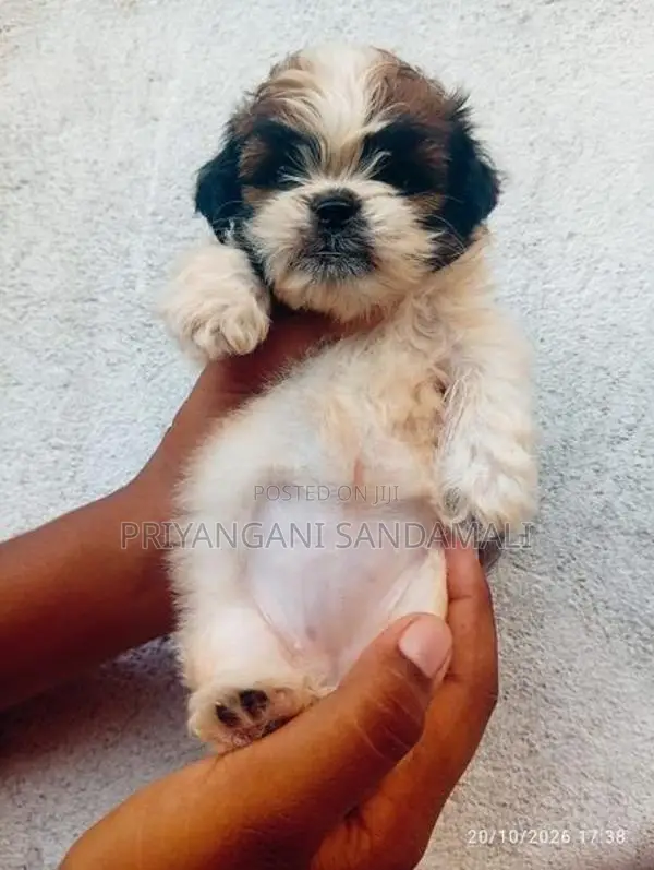 Shihtzu Puppies