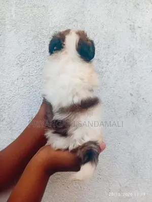 Shihtzu Puppies