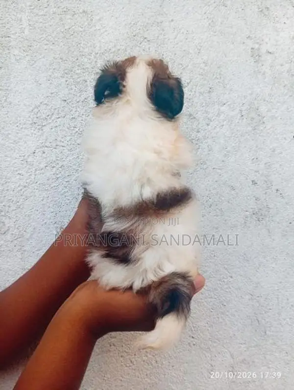 Shihtzu Puppies