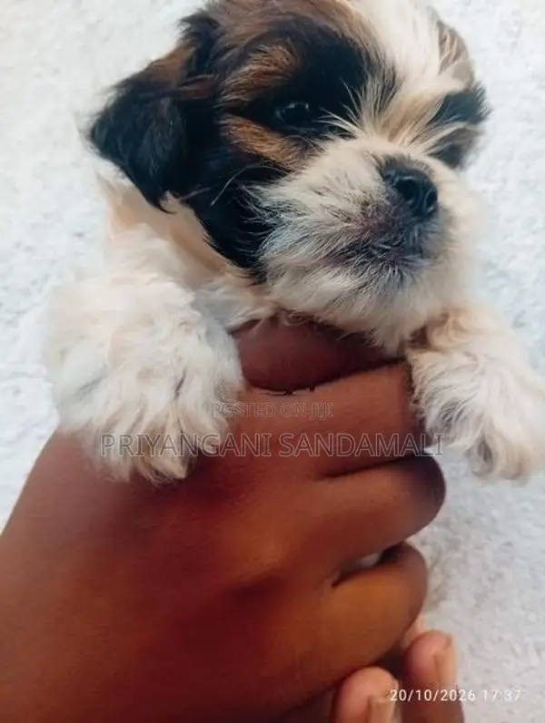 Shihtzu Puppies