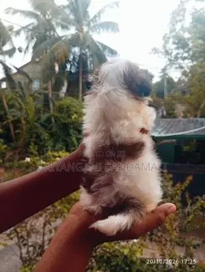 Shihtzu Puppies
