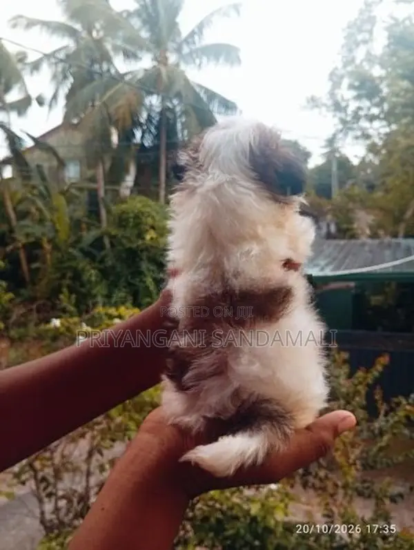 Shihtzu Puppies