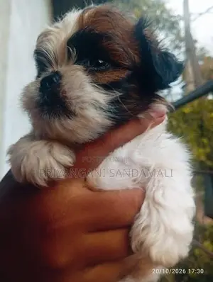 Shihtzu Puppies