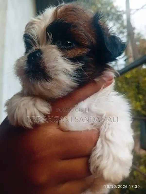 Shihtzu Puppies