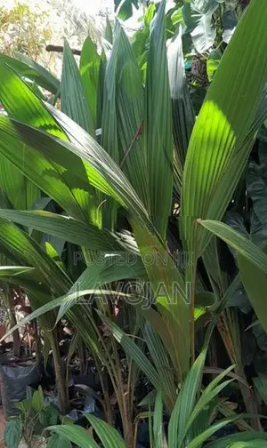 Coconut Plant