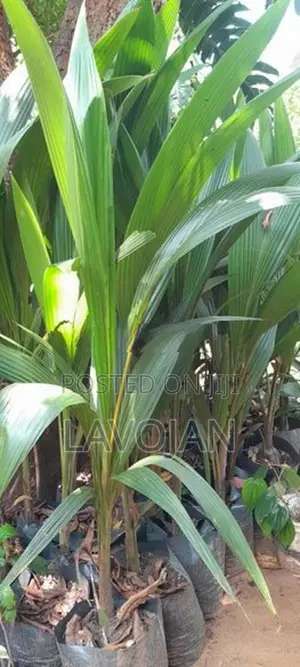 Coconut Plant