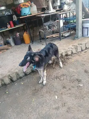 ஆறு மாத நாய்க்குட்டி