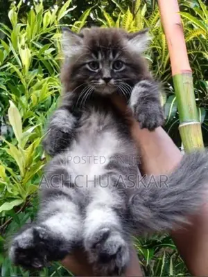Persian Cat