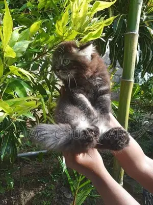 Persian Cat