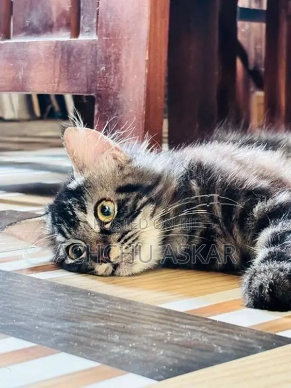 Persian Cat