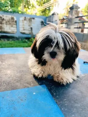 Shih Tzu Puppies