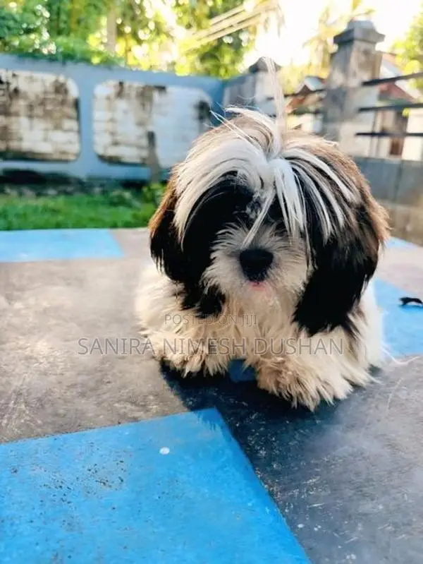 Shih Tzu Puppies