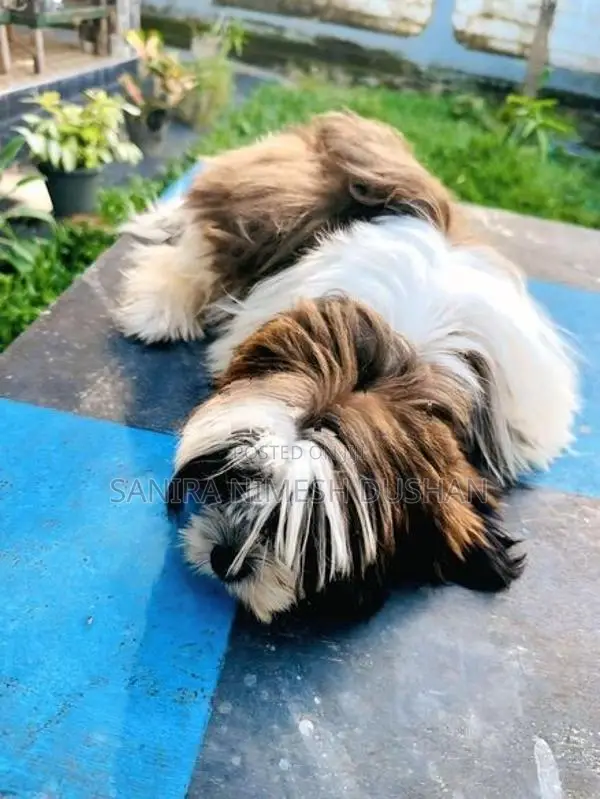 Shih Tzu Puppies