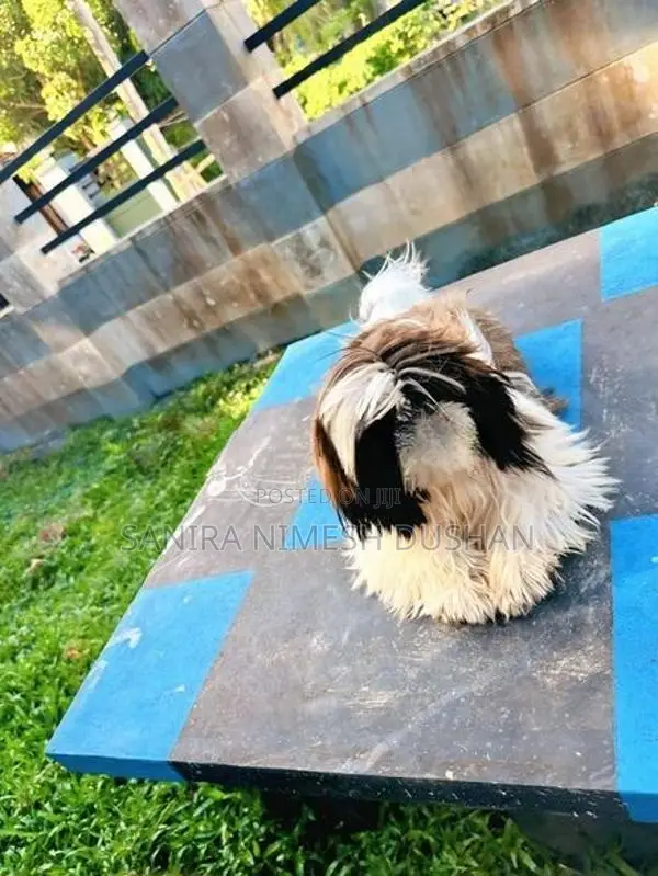 Shih Tzu Puppies