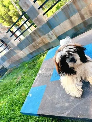 Shih Tzu Puppies
