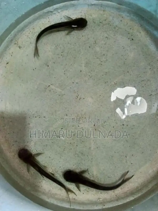 Cat Fish 5 1x 6 Inch 4x 3