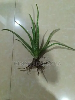 Aloe Vera Plants 30