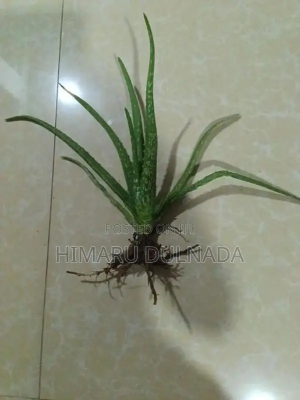 Aloe Vera Plants 30