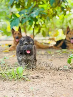 German Shepherd