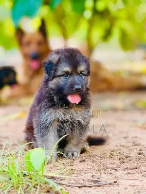 German Shepherd