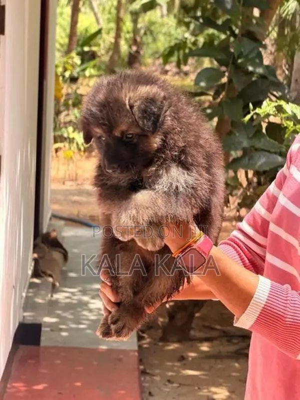 German Shepherd