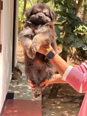 German Shepherd